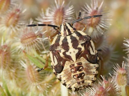 Réf. 220 554 : Carpocoris purpureipennis